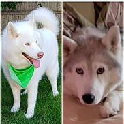 Jake is registered to the contest to win money with this photo: animal, blanket, canine, couch, dog, ears, face, fence, fur, grass, green_bandana, husky, indoor, lying_down, outdoor, pet, portrait, relaxed, tongue, white_dog