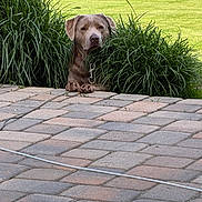 Waverly joined the competition — help win amazing prizes! dog, pet, grass, bush, greenery, outdoor, nature, pavement, stone_patio, sunny, daytime, animal, canine, resting, curious, landscape, yard, garden, leash, domestic_animal