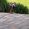 animal, bush, canine, curious, daytime, dog, domestic_animal, garden, grass, greenery, landscape, leash, nature, outdoor, pavement, pet, resting, stone_patio, sunny, yard