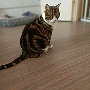 Chonchon a rejoint le concours — aidez-le/la à gagner de superbes lots ! cat, tabby, striped, pet, animal, indoor, wooden_floor, feline, sitting, looking_back, curious, domestic_cat, ears, tail, whiskers, fur, house, background_blur, flooring, companion