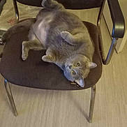 Grigri participe au concours pour gagner de l'argent avec cette photo : cat, gray_cat, chair, indoor, floor, pet, feline, animal, fur, paw, relaxed, looking_up, home, curious, whiskers, playful, seat, metal_legs, backrest, domestic