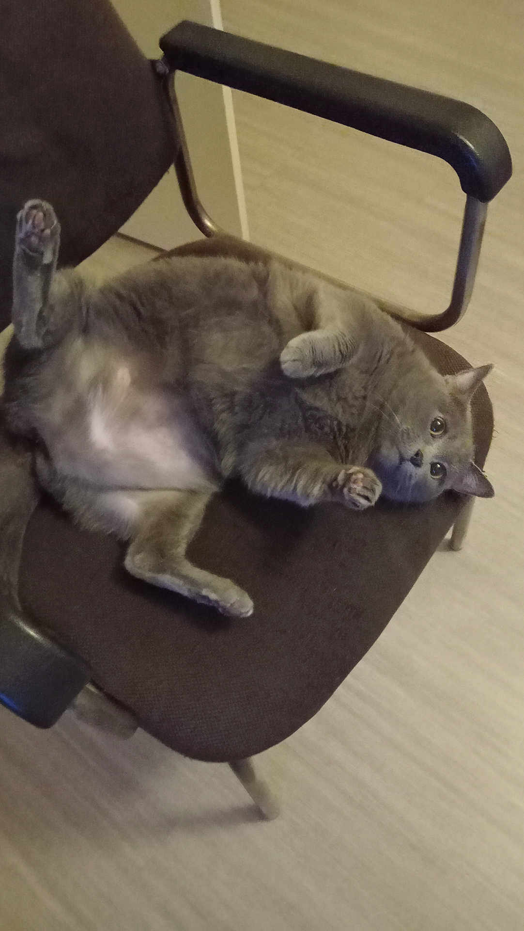 Grigri participe au concours pour gagner de l'argent avec cette photo : cat, gray_cat, chair, office_chair, furniture, indoor, pet, fluffy, relaxed, upside_down, curious, animal, paw, cute, whiskers, floor, home, resting, domestic_cat, wide_eyes