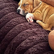 Prince is registered to the contest to win money with this photo: puppy, sleeping, dog, brown, blanket, cozy, fur, paw, cute, resting, indoor, closeup, soft, young, pet, animal, relaxed, snuggled, warm, companion