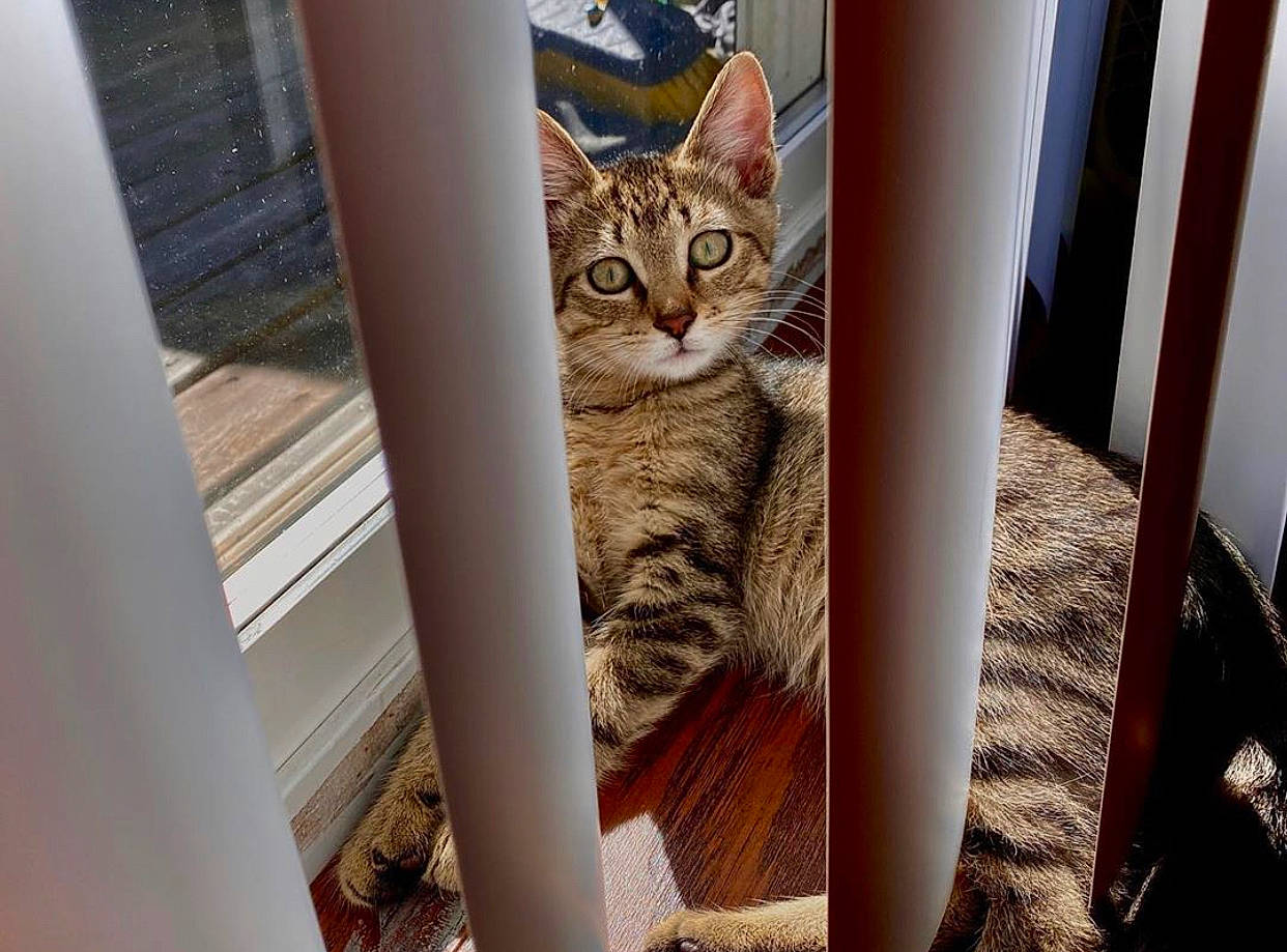 Kenobi is registered to the contest to win money with this photo: aegean_cat, arabian_mau, asian, australian_mist, bengal, carnivore, cat, chausie, domestic_short_haired_cat, dragon_li, egyptian_mau, european_shorthair, fawn, felidae, kitten, mammal, ocicat, small_to_medium_sized_cats, tabby_cat, whiskers