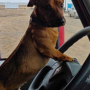 Scrappy Doo joined the competition — help win amazing prizes! dog, steering_wheel, vehicle_interior, window, outdoor, truck, building, rural, industrial, seat, animal, brown_dog, collar, paw, dashboard, person_leg, jeans, sky, fence, parking_lot