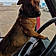 Scrappy Doo