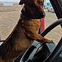 dog, steering_wheel, vehicle_interior, window, outdoor, truck, building, rural, industrial, seat, animal, brown_dog, collar, paw, dashboard, person_leg, jeans, sky, fence, parking_lot