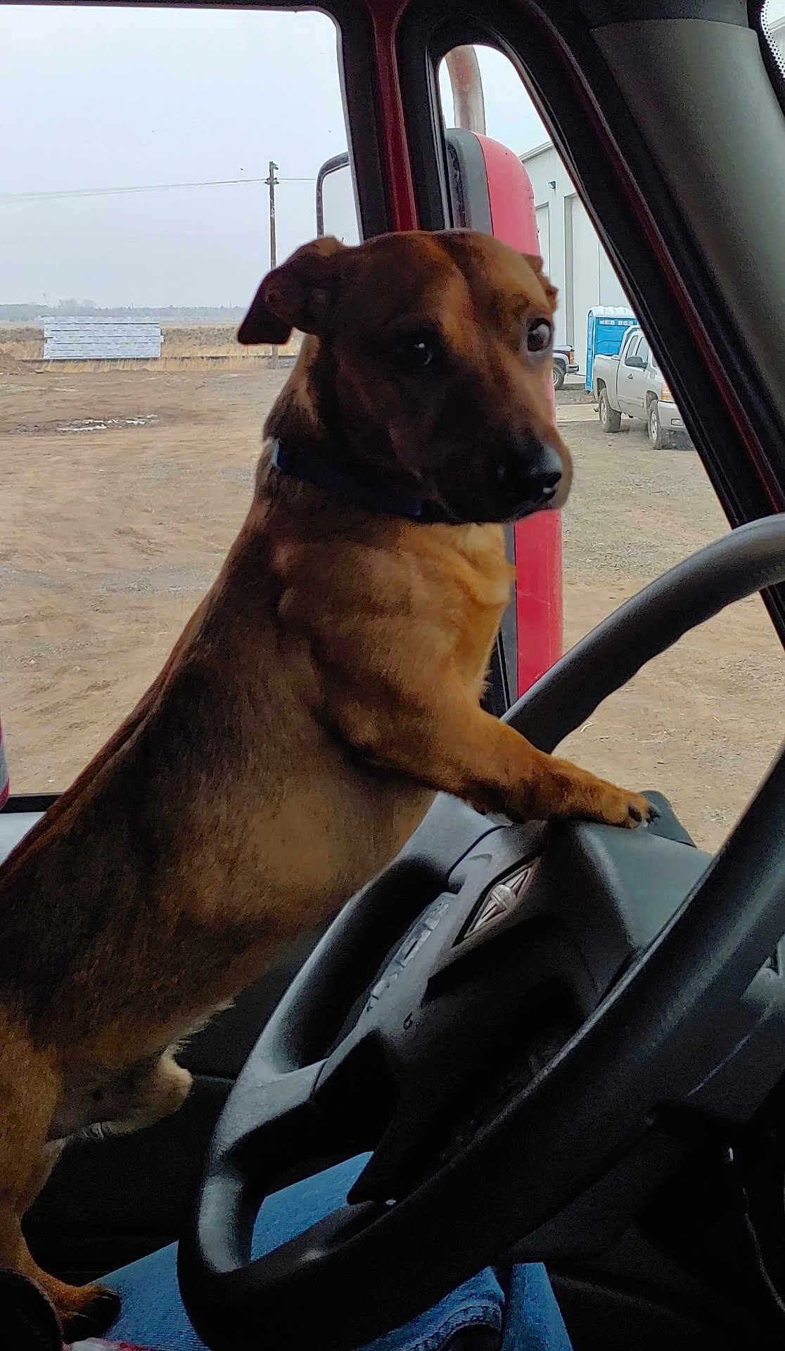 Scrappy Doo joined the competition — help win amazing prizes! dog, steering_wheel, vehicle_interior, window, outdoor, truck, building, rural, industrial, seat, animal, brown_dog, collar, paw, dashboard, person_leg, jeans, sky, fence, parking_lot