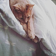 Luna Smith joined the competition — help win amazing prizes! cat, ginger_cat, bed, blanket, stretching, paws, sleepy, cozy, indoor, feline, cute, pet, resting, soft_light, fabric, animal, whiskers, comfort, nap, domestic