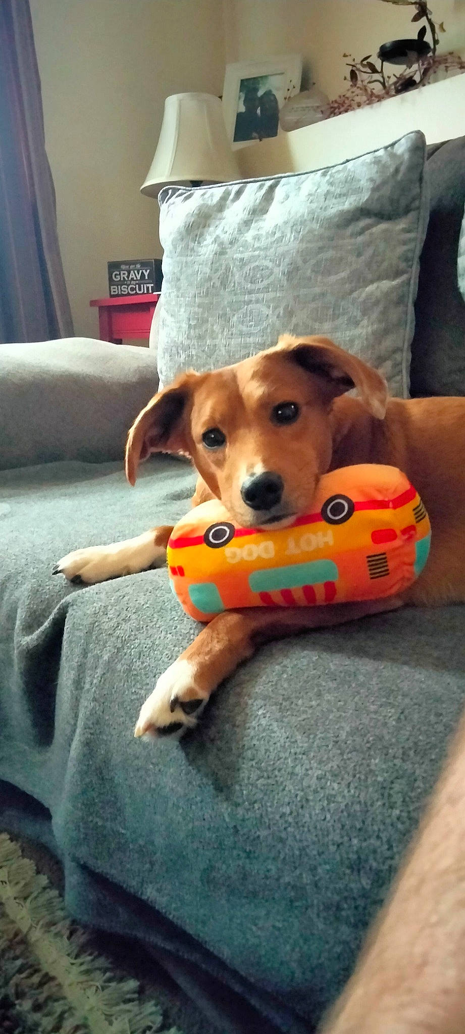 Trixie is registered to the contest to win money with this photo: ball, canidae, carnivore, comfort, companion_dog, couch, curtain, dog, dog_breed, dog_supply, dog_toy, flooring, pet_supply, pillow, recreation, snout, sports_toy, stuffed_toy, toy, working_animal