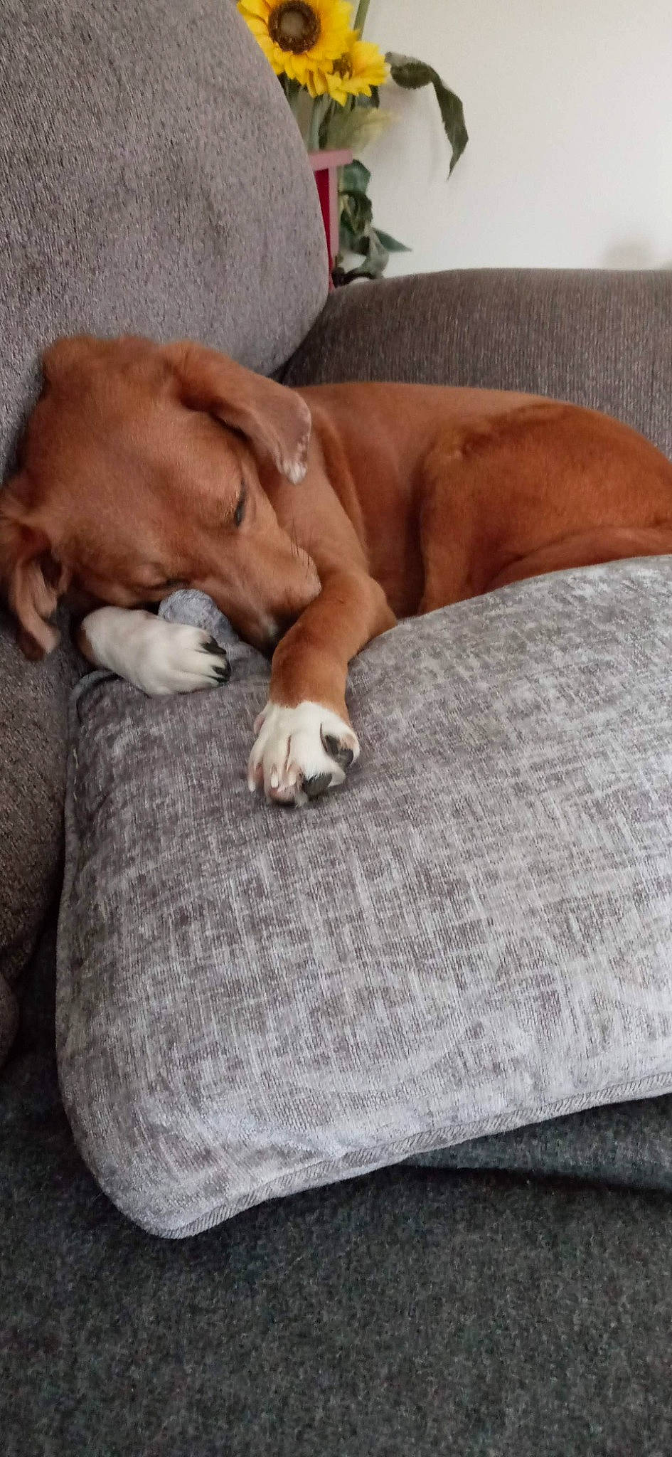 Trixie joined the competition — help win amazing prizes! canidae, carnivore, comfort, companion_dog, dog, dog_bed, dog_breed, dog_supply, fawn, flooring, hardwood, human_leg, linens, liver, nap, paw, sporting_group, terrestrial_animal, wood, working_animal