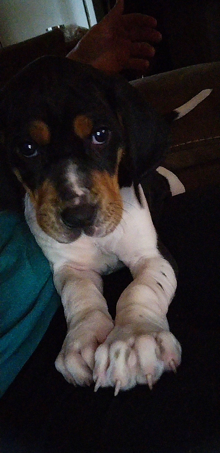 Dolly joined the competition — help win amazing prizes! canidae, carnivore, chilean_fox_terrier, companion_dog, dog, dog_breed, fur, irishjacks, paw, puppy_love, ratonero_bodeguero_andaluz, sporting_group, terrestrial_animal, terrier, toy_dog, whiskers, working_animal