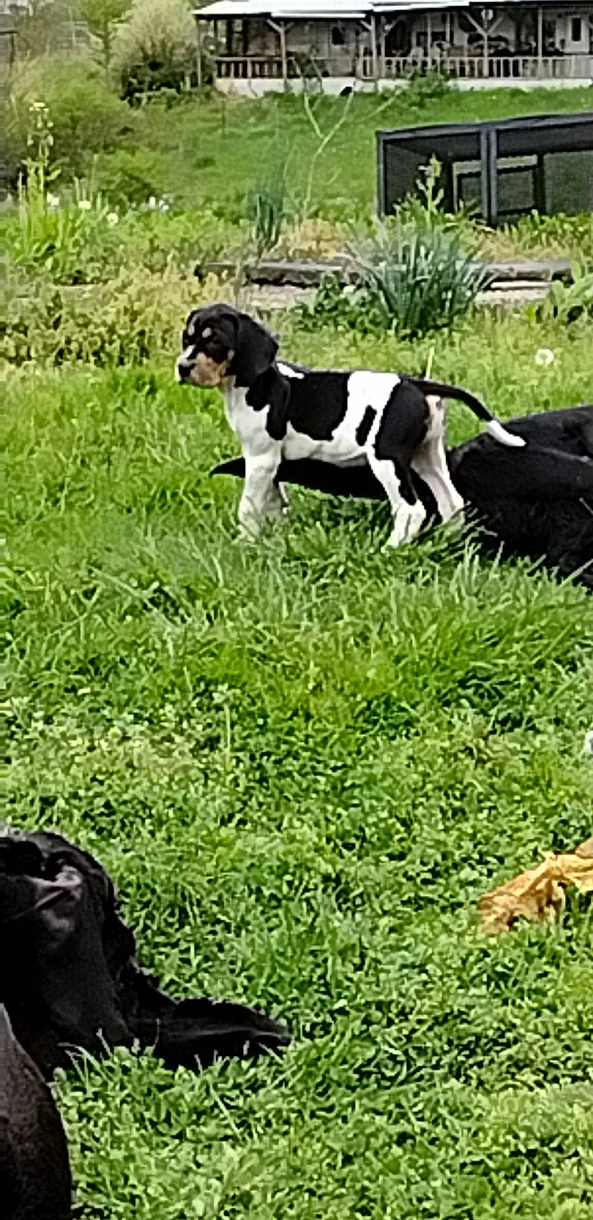 Dolly is registered to the contest to win money with this photo: carnivore, companion_dog, dog, dog_breed, field, grass, grass_family, grassland, green, groundcover, gun_dog, lawn, meadow, pasture, people_in_nature, plant, shrub, tail, terrestrial_animal, working_animal