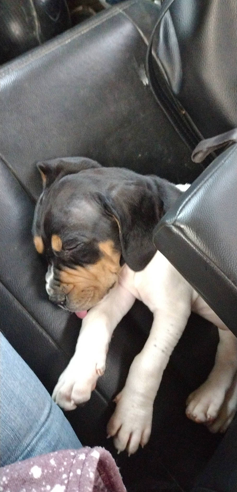 Dolly is registered to the contest to win money with this photo: bored, carnivore, claw, comfort, companion_dog, couch, dog, dog_breed, fur, nap, non_sporting_group, paw, puppy_love, sporting_group, toy_dog, vehicle_door, whiskers, working_animal, working_dog