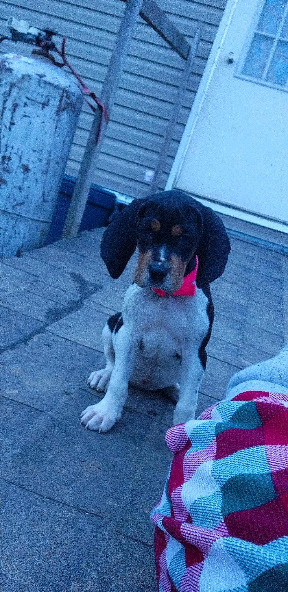 Dolly is registered to the contest to win money with this photo: canidae, carnivore, collar, companion_dog, dog, dog_breed, dog_collar, dog_supply, fawn, gun_dog, hunting_dog, leash, magenta, pattern, puppy, snout, sporting_group, tail, working_animal