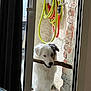 Astro a rejoint le concours — aidez-le/la à gagner de superbes lots ! dog, white_dog, stick, glass_door, garden_hose, hose_coiled, brick_wall, outdoor, pet, animal, fur, mouth, playful, curious, standing, doorframe, leisure, domestic, house, natural_light