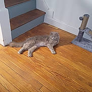 Ms Haarlem is registered to the contest to win money with this photo: animal, baseboard, cat, cat_scratching_post, floor, fur, gray_cat, home, indoor, leg, light, paw, person, pet, relaxed, sandal, stairs, tail, wall, wooden_floor