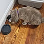 Ms Haarlem is registered to the contest to win money with this photo: animal, cat, collar, cozy, domestic_animal, eating, feline, flooring, food, fur, gray_cat, home, indoor, litter_box, metal_bowl, pet, purple_collar, quiet, water_bowl, wooden_floor