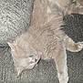 animal, cat, couch, cozy, cute, domestic, feline, furry, gray, home, indoor, peaceful, pet, pink_collar, quiet, relaxing, resting, sleeping, soft, whiskers