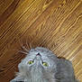 Ms Haarlem is registered to the contest to win money with this photo: animal, cat, close_up, companion, curious, cute, domestic_cat, feline, friendly, fur, gray_cat, green_eyes, hand, indoor, looking_up, pet, portrait, soft_fur, whiskers, wooden_floor