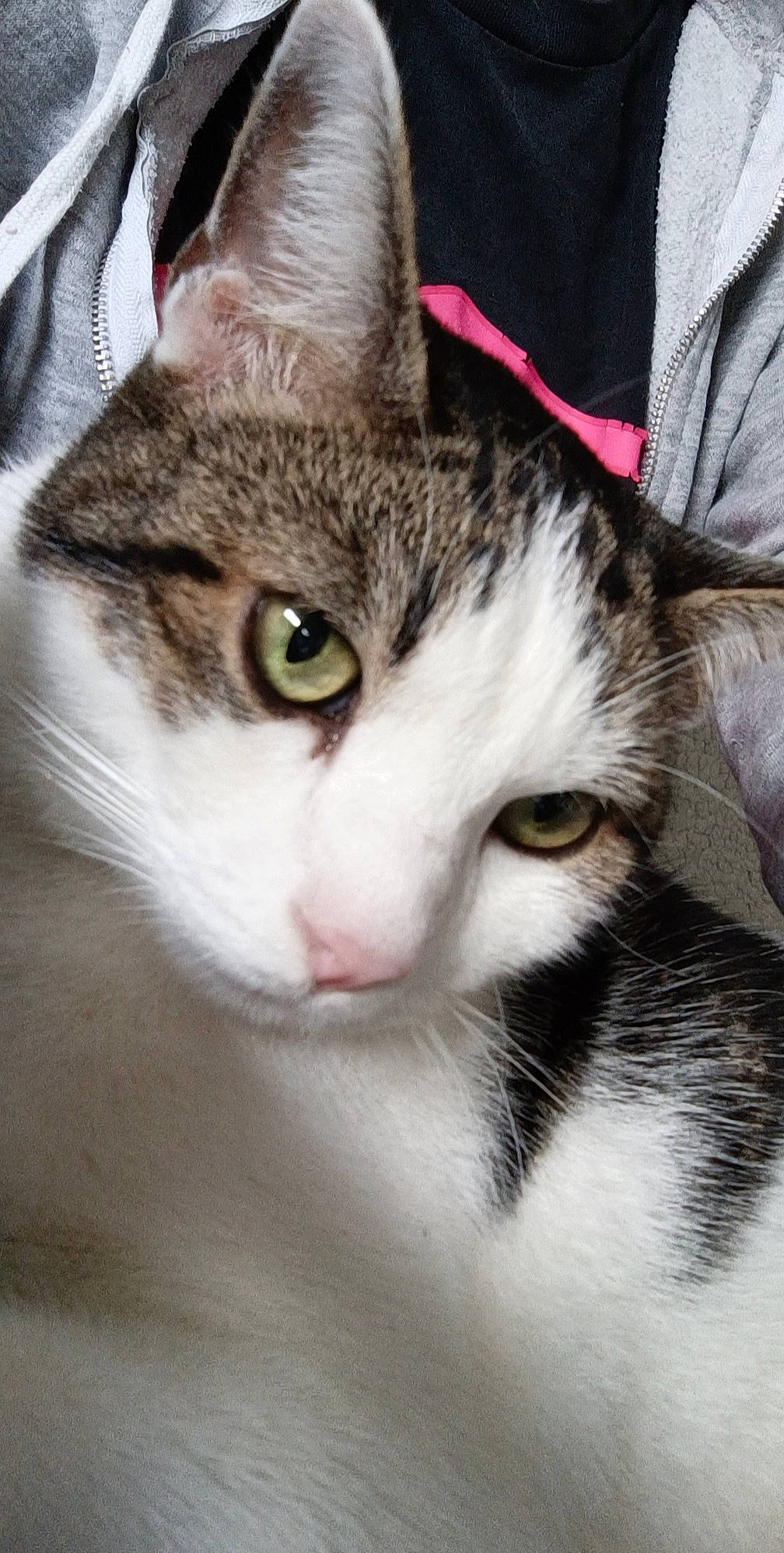 Mimisse participe au concours pour gagner de l'argent avec cette photo : carnivore, cat, domestic_short_haired_cat, ear, felidae, fur, paw, small_to_medium_sized_cats, snout, tree, whiskers