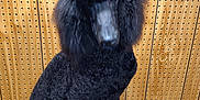 Sterling joined the competition — help win amazing prizes! animal, black, crown, cute, dog, fancy, fur, groomed, indoor, nail_polish, pegboard, pet, pet_accessory, poodle, portrait, sitting, studio, tiara, well_groomed, wooden_wall