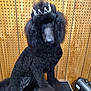 animal, black, crown, cute, dog, fancy, fur, groomed, indoor, nail_polish, pegboard, pet, pet_accessory, poodle, portrait, sitting, studio, tiara, well_groomed, wooden_wall