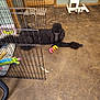 animal, black_dog, concrete_floor, curly_fur, dog, door, floor, house, indoor, metal_crate, paw, pet_area, pet_bowl, pet_toy, playful, poodle, resting, room, toy, wire_fence