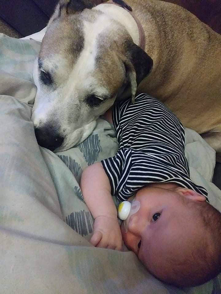 Ben is registered to the contest to win money with this photo: baby, baby_toddler_clothing, canidae, carnivore, child, comfort, companion_dog, dog, dog_breed, dog_supply, fawn, happy, linens, mammal, nap, person, photography, sleep, sporting_group, toddler