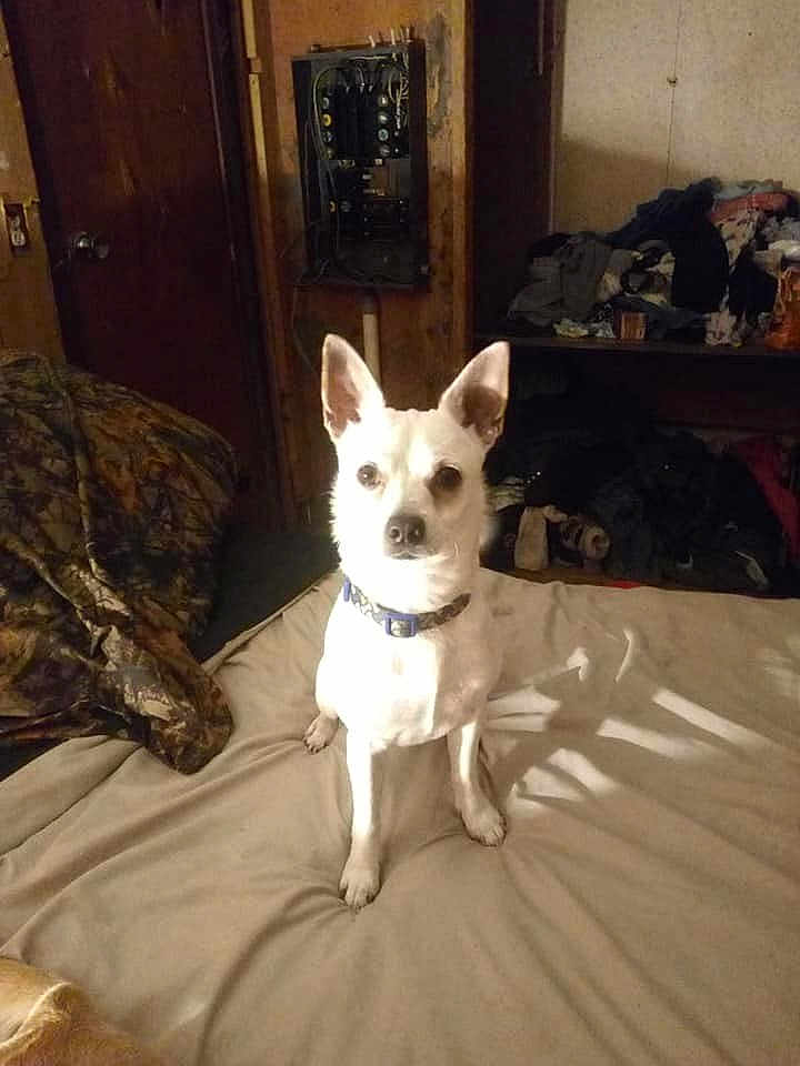 Lokie is registered to the contest to win money with this photo: dog, white_dog, bed, collar, indoor, room, clutter, clothes, wooden_wall, electrical_panel, furniture, pet, animal, canine, small_dog, sitting, looking, ears_up, light_shadow, blanket