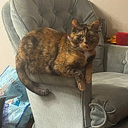 Reece joined the competition — help win amazing prizes! animal, armchair, black, cat, cozy, curious, domestic_cat, fabric, furniture, home, indoor, light_blue, living_room, looking, orange, pet, relaxed, resting, tortoiseshell_cat, white