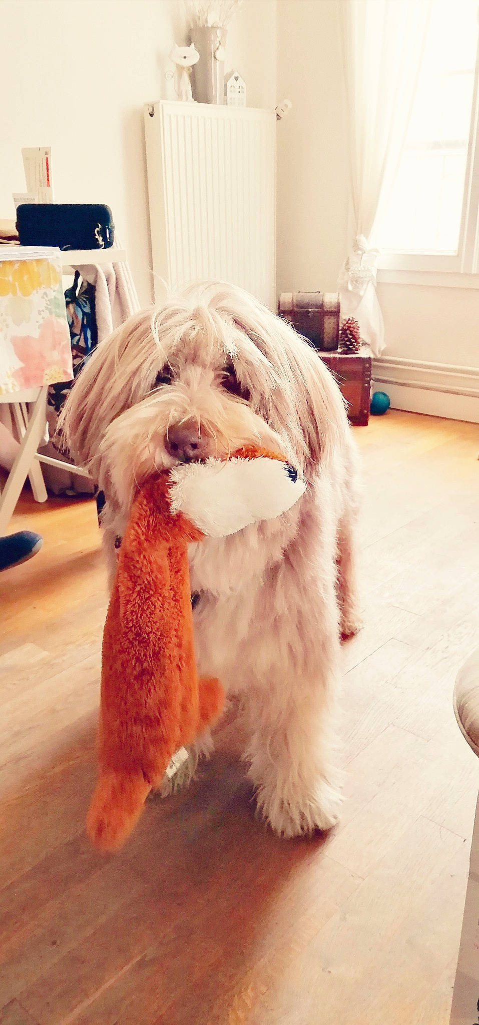 Griotte participe au concours pour gagner de l'argent avec cette photo : beard, carnivore, companion_dog, dog, dog_breed, dog_clothes, dog_supply, fawn, floor, flooring, fur, hardwood, houseplant, natural_material, snout, sporting_group, toy_dog, window, wood, working_animal