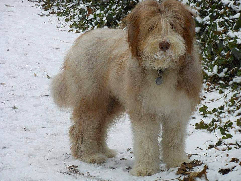 Griotte a rejoint le concours — aidez-le/la à gagner de superbes lots ! ancient_dog_breeds, canidae, carnivore, companion_dog, dog, dog_breed, fawn, fur, hunting_dog, liver, snow, sporting_group, terrestrial_animal, terrier, working_animal