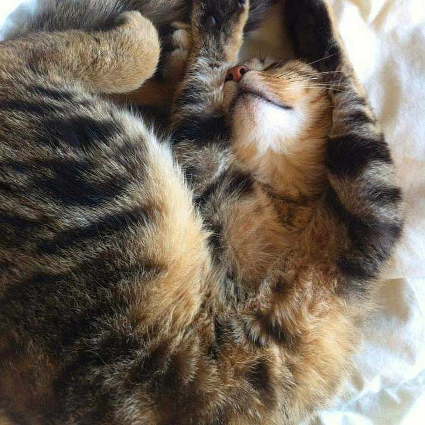 Bébé Chat a rejoint le concours — aidez-le/la à gagner de superbes lots ! abyssinian, animal, canine, cat, claw, dog, electronics, face, hardware, head, hook, kitten, manx, person, pet, photography, puppy, siamese, sleeping, snout