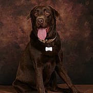 Todd participe au concours pour gagner de l'argent avec cette photo : animal, brown_background, canine, chocolate_labrador, collar, cute, dog, domestic_animal, four_legs, friendly, fur, happy, labrador, mammal, pet, portrait, sitting, studio, tag, tongue_out
