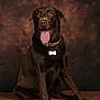 animal, brown_background, canine, chocolate_labrador, collar, cute, dog, domestic_animal, four_legs, friendly, fur, happy, labrador, mammal, pet, portrait, sitting, studio, tag, tongue_out