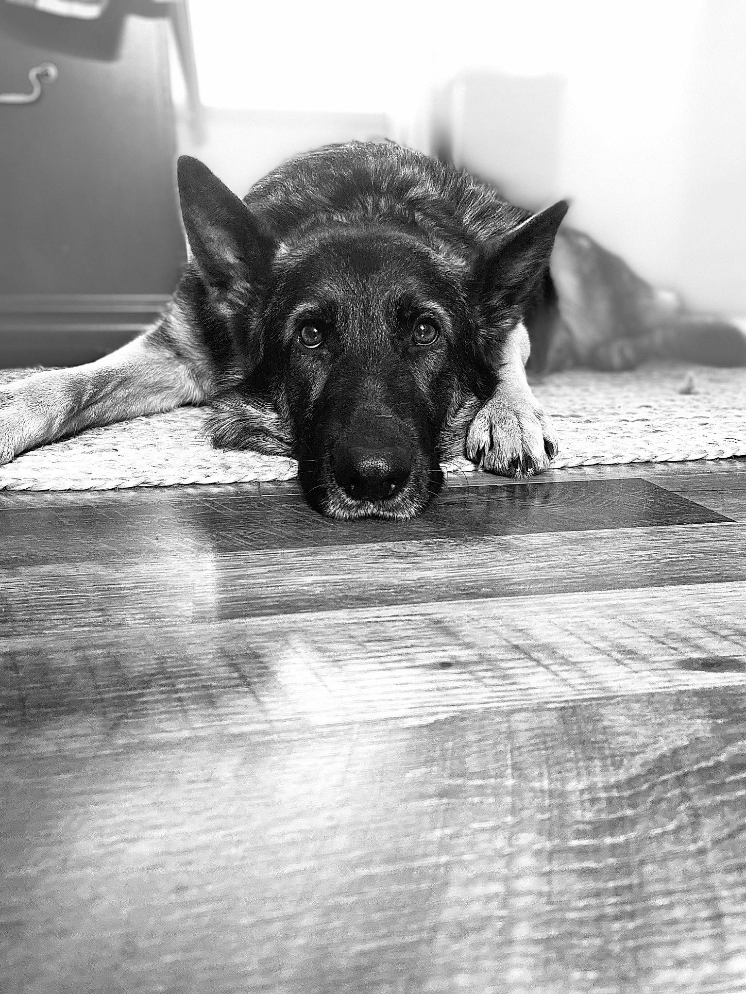 Hugo Boss joined the competition — help win amazing prizes! black, black_and_white, carnivore, dog, dog_breed, flooring, fur, german_shepherd_dog, guard_dog, monochrome, monochrome_photography, paw, shadow, snout, still_life_photography, stock_photography, style, tints_and_shades, whiskers, wood