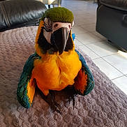 Lulu participe au concours pour gagner de l'argent avec cette photo : beak, bird, common_pet_parakeet, feather, lovebird, macaw, parakeet, parrot, perico, plush