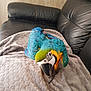 Lulu a rejoint le concours — aidez-le/la à gagner de superbes lots ! beak, bird, feather, macaw, parrot