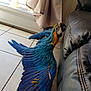 Lulu a rejoint le concours — aidez-le/la à gagner de superbes lots ! beak, bird, feather, macaw, parrot, vertebrate, wing