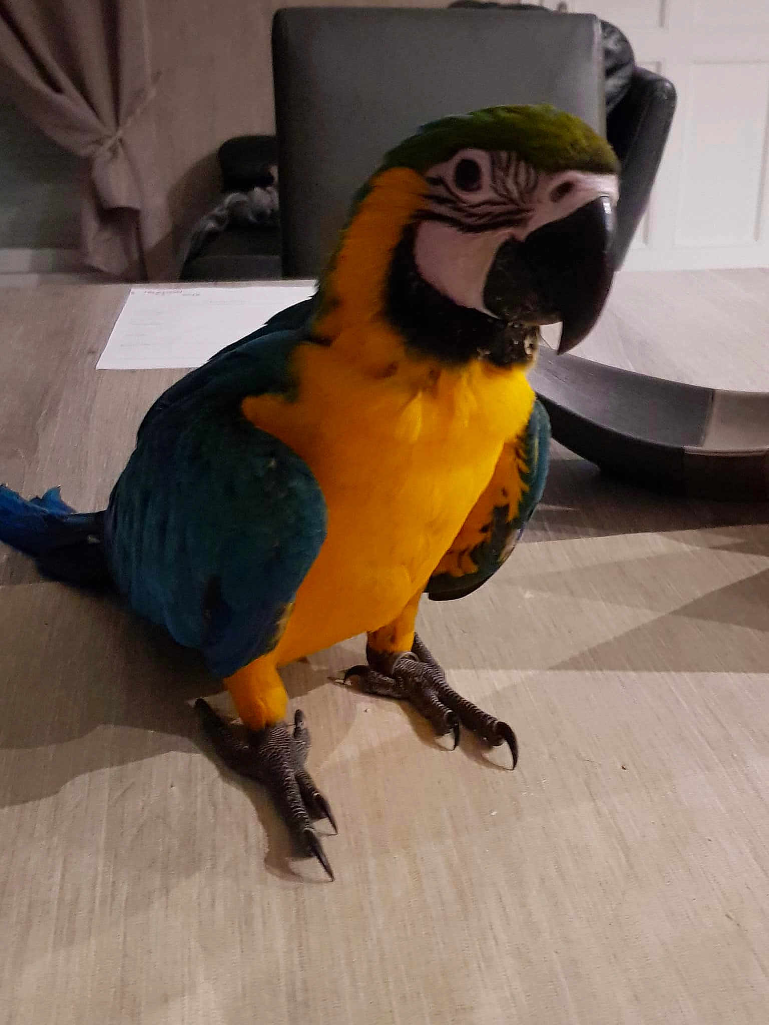 Lulu