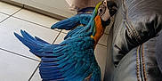 Lulu participe au concours pour gagner de l'argent avec cette photo : beak, bird, feather, macaw, parrot, vertebrate, wing