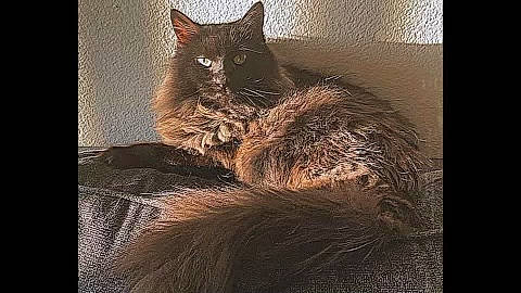 Cuddles joined the competition — help win amazing prizes! art, carnivore, cat, cloud, comfort, darkness, domestic_short_haired_cat, felidae, fur, metal, rectangle, small_to_medium_sized_cats, snout, square, tail, tints_and_shades, tree, visual_arts, whiskers, window