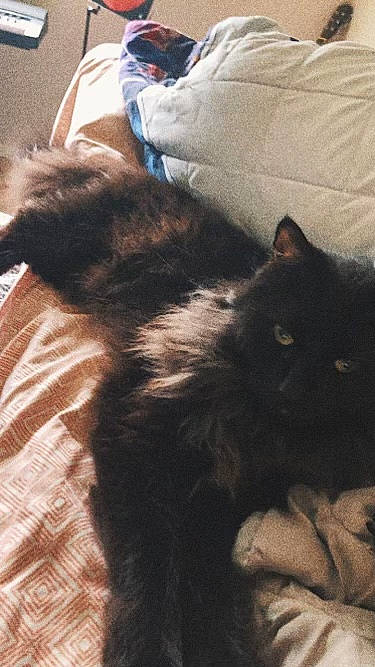 Cuddles is registered to the contest to win money with this photo: black_cat, carnivore, cat, claw, cloud, comfort, domestic_short_haired_cat, felidae, fur, grey, hardwood, mammal, paw, small_to_medium_sized_cats, tail, terrestrial_animal, textile, vertebrate, whiskers, wood