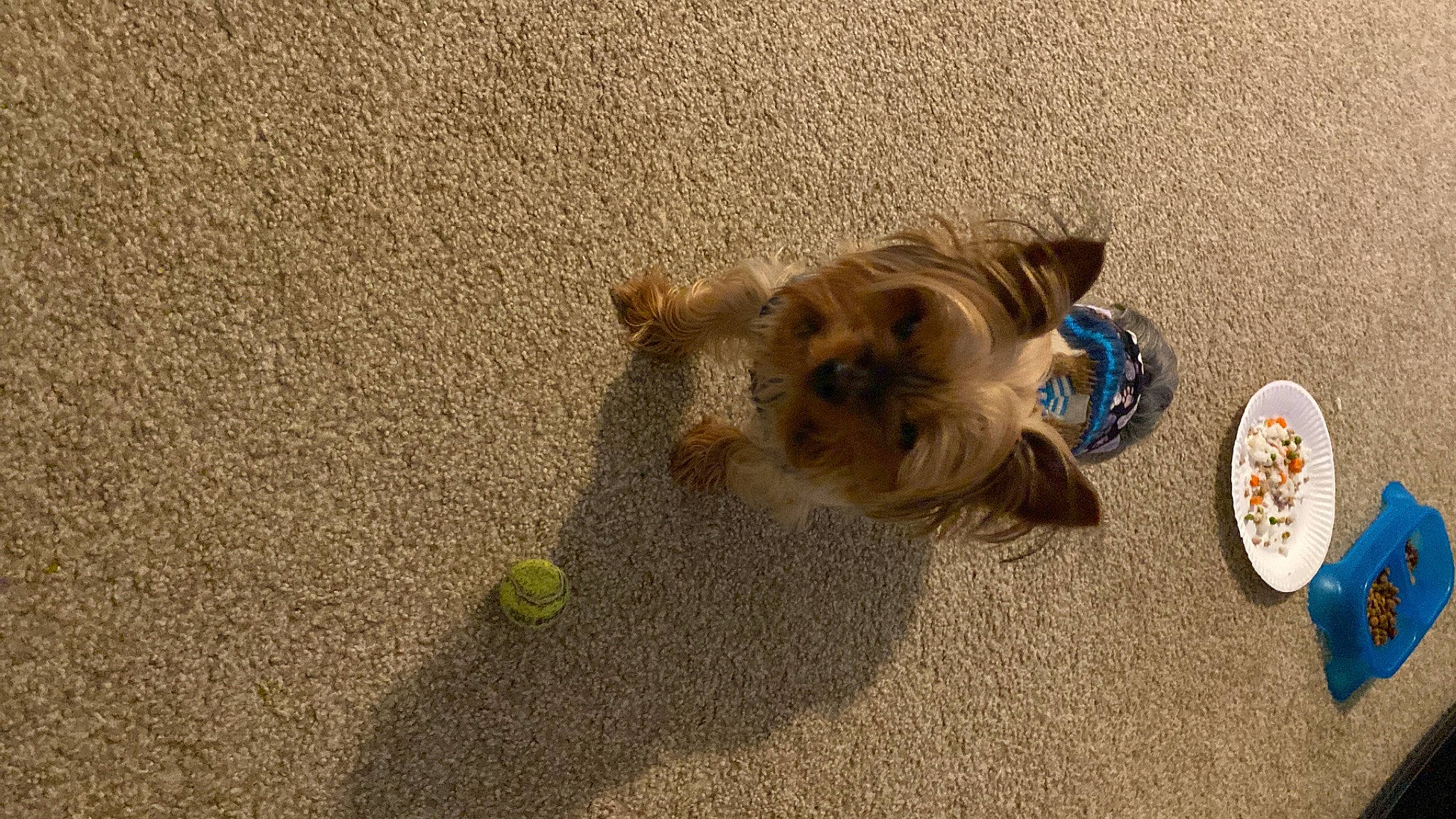 Reefer joined the competition — help win amazing prizes! asphalt, beach, canidae, carnivore, companion_dog, dog, dog_breed, dog_supply, fawn, felidae, flooring, fur, paw, pet_supply, road_surface, snout, sporting_group, tail, toy_dog, working_animal