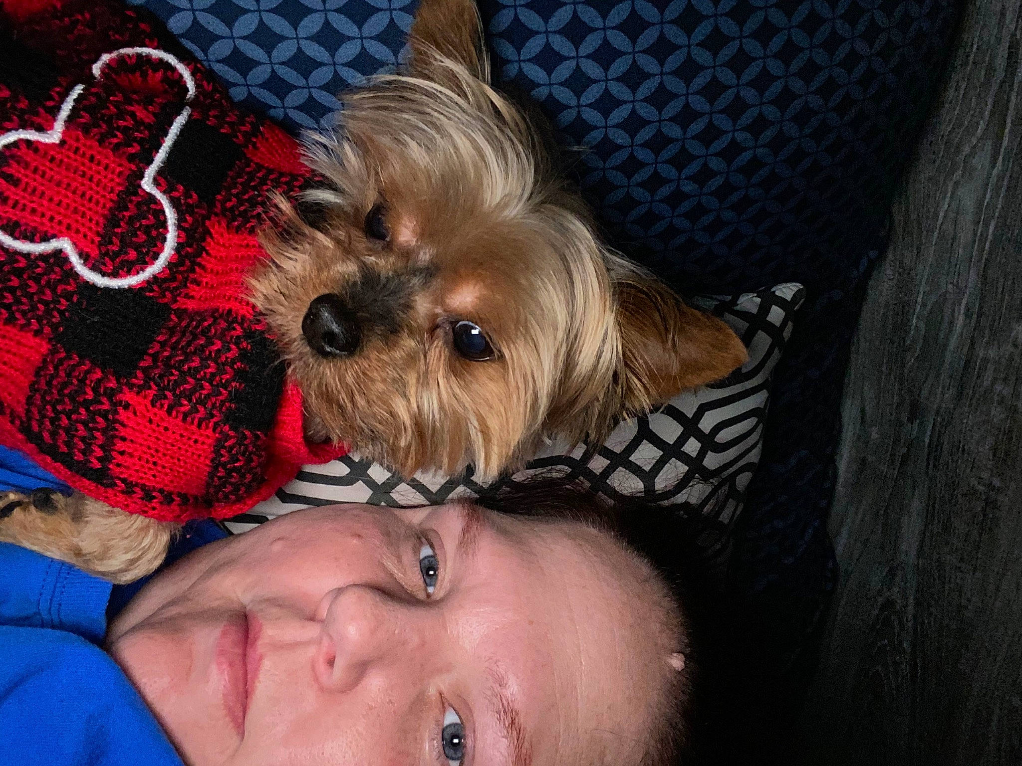 Reefer is registered to the contest to win money with this photo: canidae, carnivore, companion_dog, dog, dog_breed, dog_clothes, dog_supply, ear, eyelash, fashion_accessory, fawn, fur, happy, liver, small_terrier, snout, sporting_group, terrier, toy_dog, working_animal