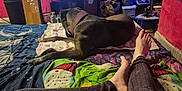 Beanie Boo is registered to the contest to win money with this photo: bed, blanket, bottle, carpet, cartoon, cup, cushion, decor, dog, feet, furniture, indoor, lamp, legs, person, relaxation, room, table, television, wall