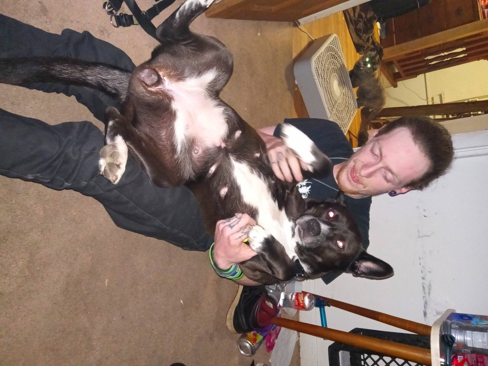 Juno is registered to the contest to win money with this photo: canidae, carnivore, collar, companion_dog, dog, dog_breed, fawn, fun, fur, guard_dog, non_sporting_group, sporting_group, tail, working_animal