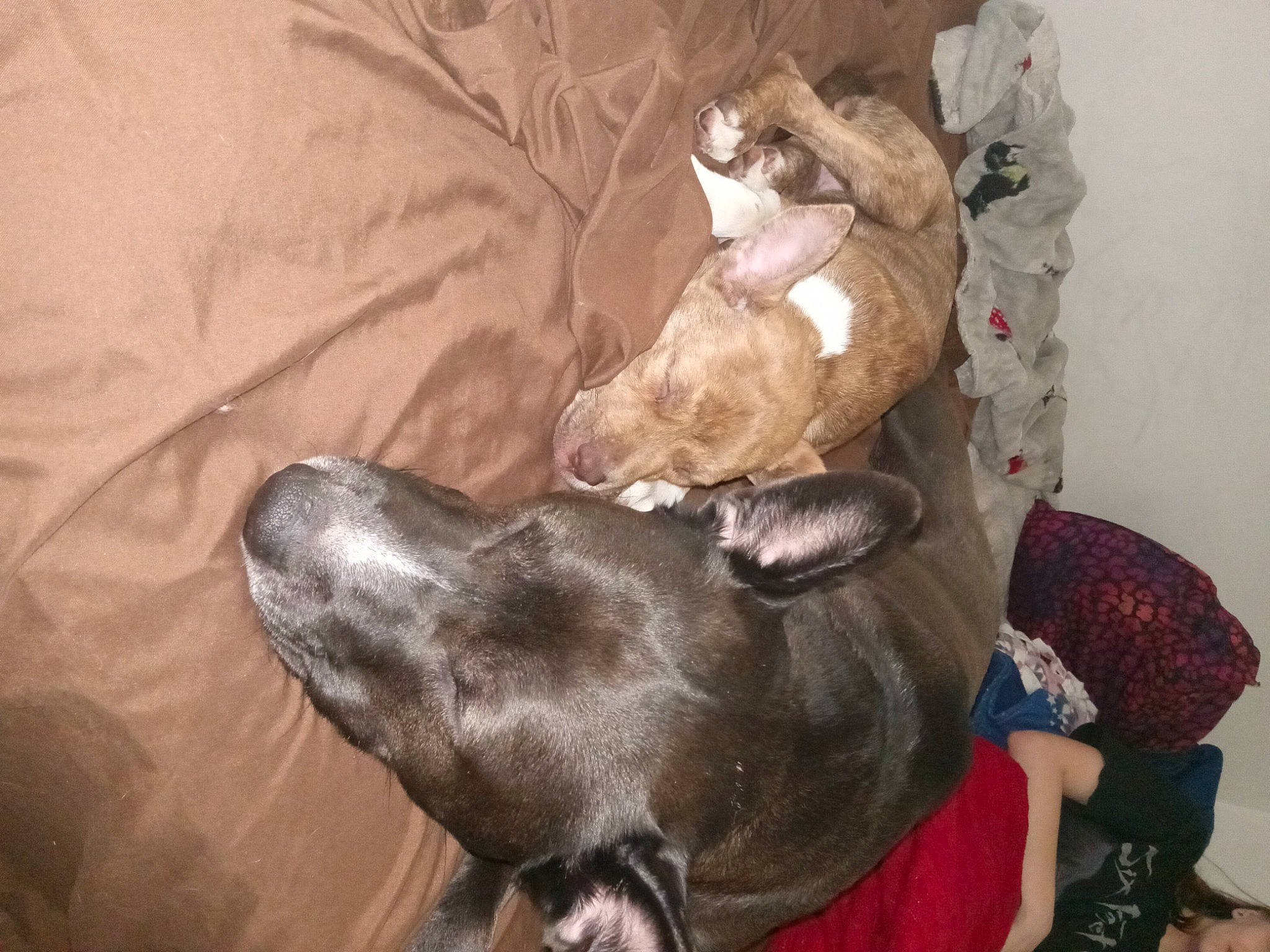 Juno is registered to the contest to win money with this photo: canidae, carnivore, comfort, companion_dog, dog, dog_breed, dog_supply, fawn, fur, guard_dog, gun_dog, liver, non_sporting_group, snout, sporting_group, whiskers, working_animal