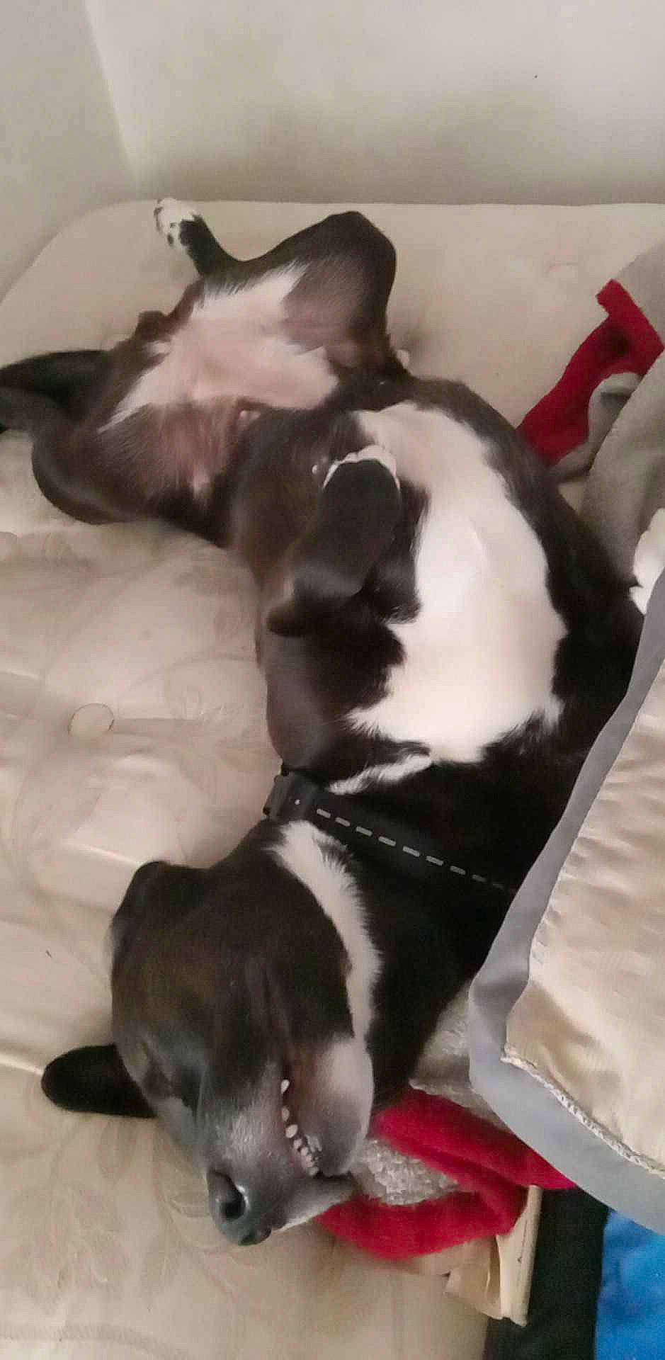 Juno is registered to the contest to win money with this photo: carnivore, comfort, companion_dog, dog, dog_breed, fawn, fur, linens, liver, nap, non_sporting_group, paw, sleep, sporting_group, tail, whiskers, working_animal